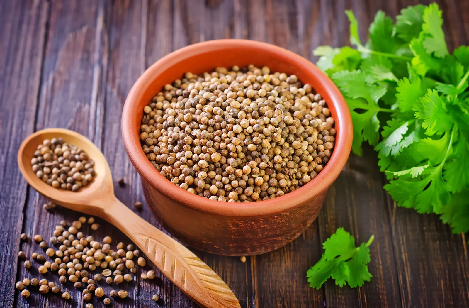 Coriander Seeds