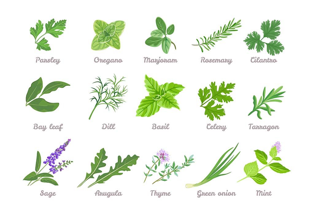 Leaf Spices & Herbs